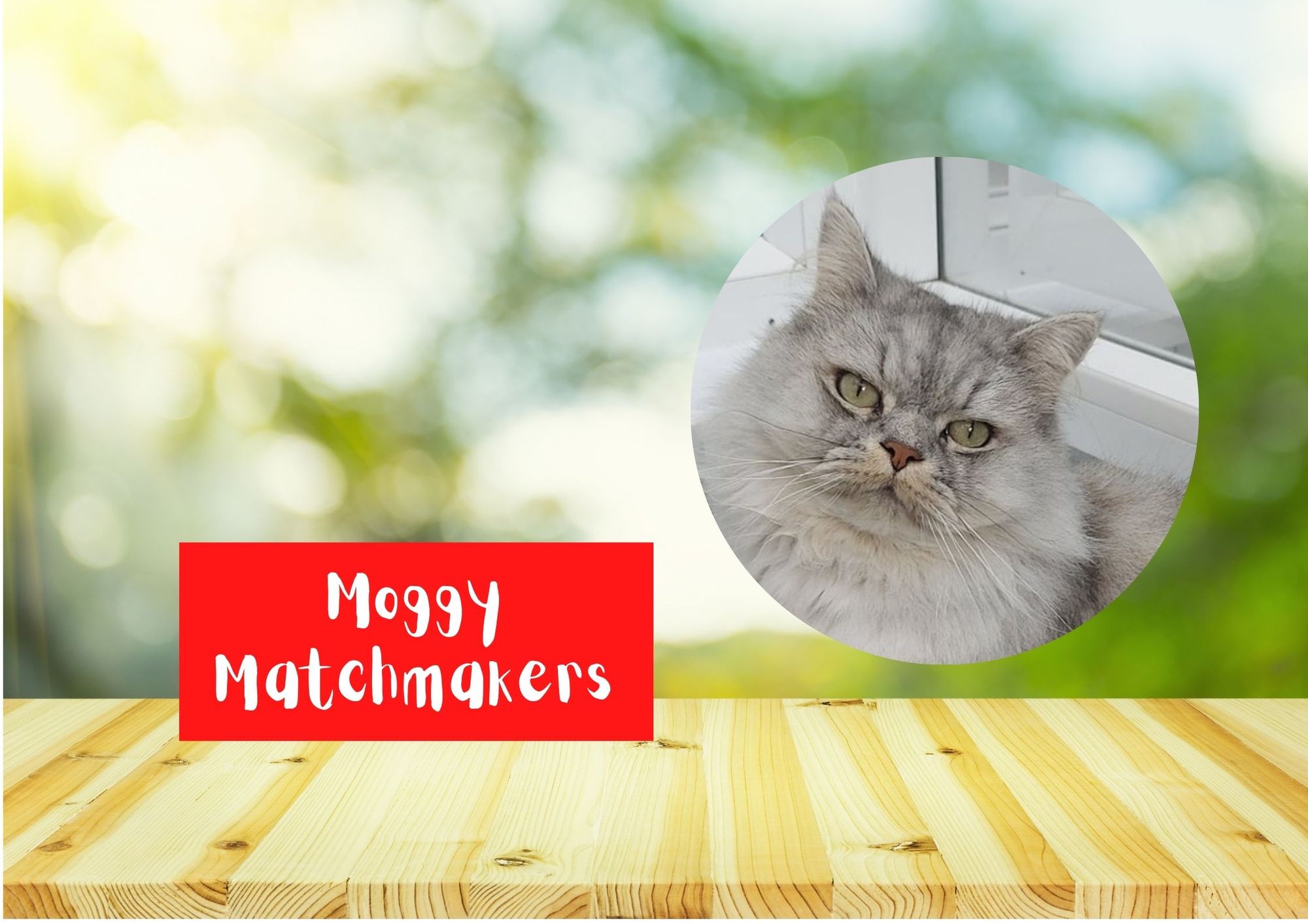 Moggy Matchmakers: Do you have the right home for Micky?
