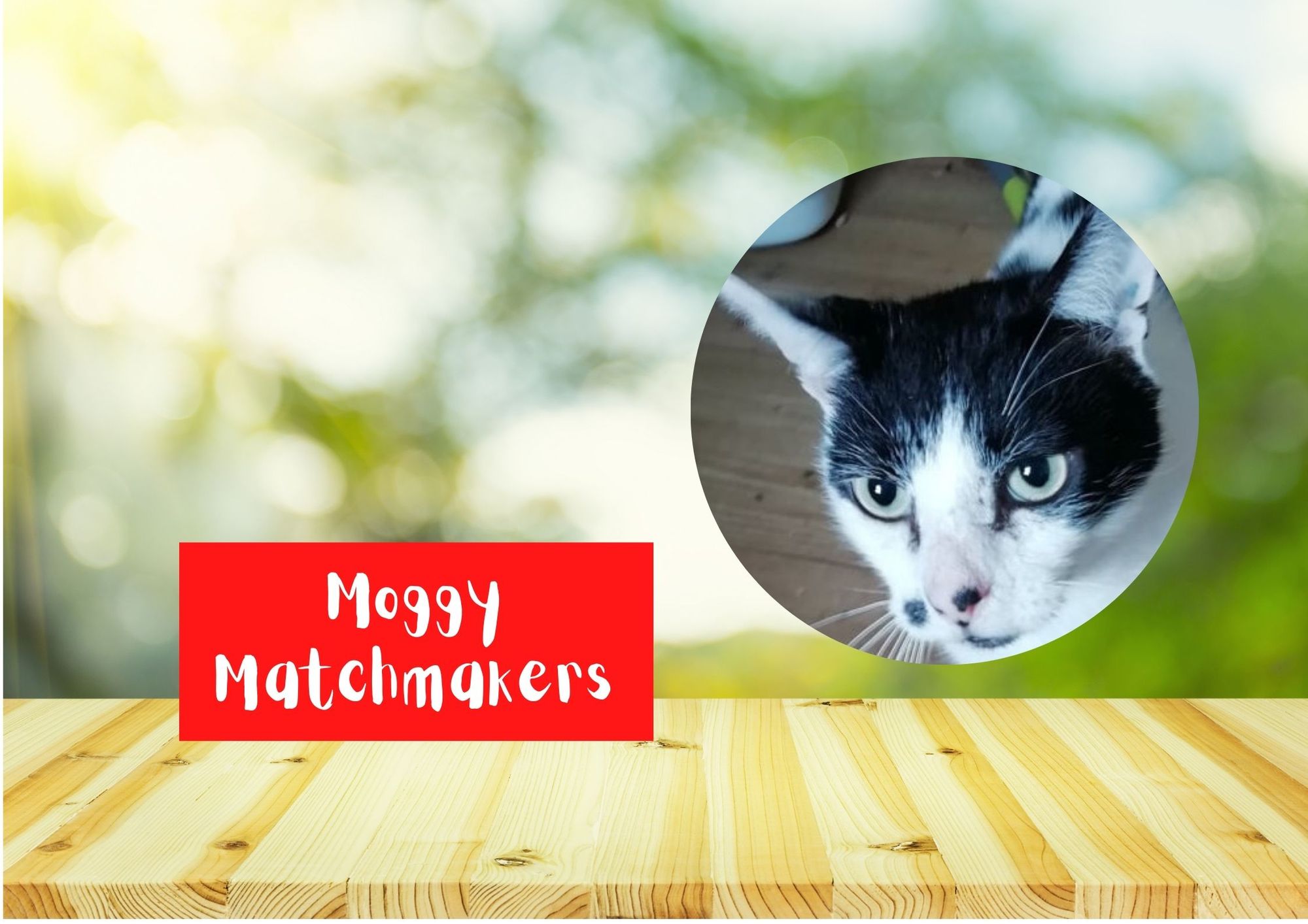 Moggy Matchmakers: Can you give a home to Sid?