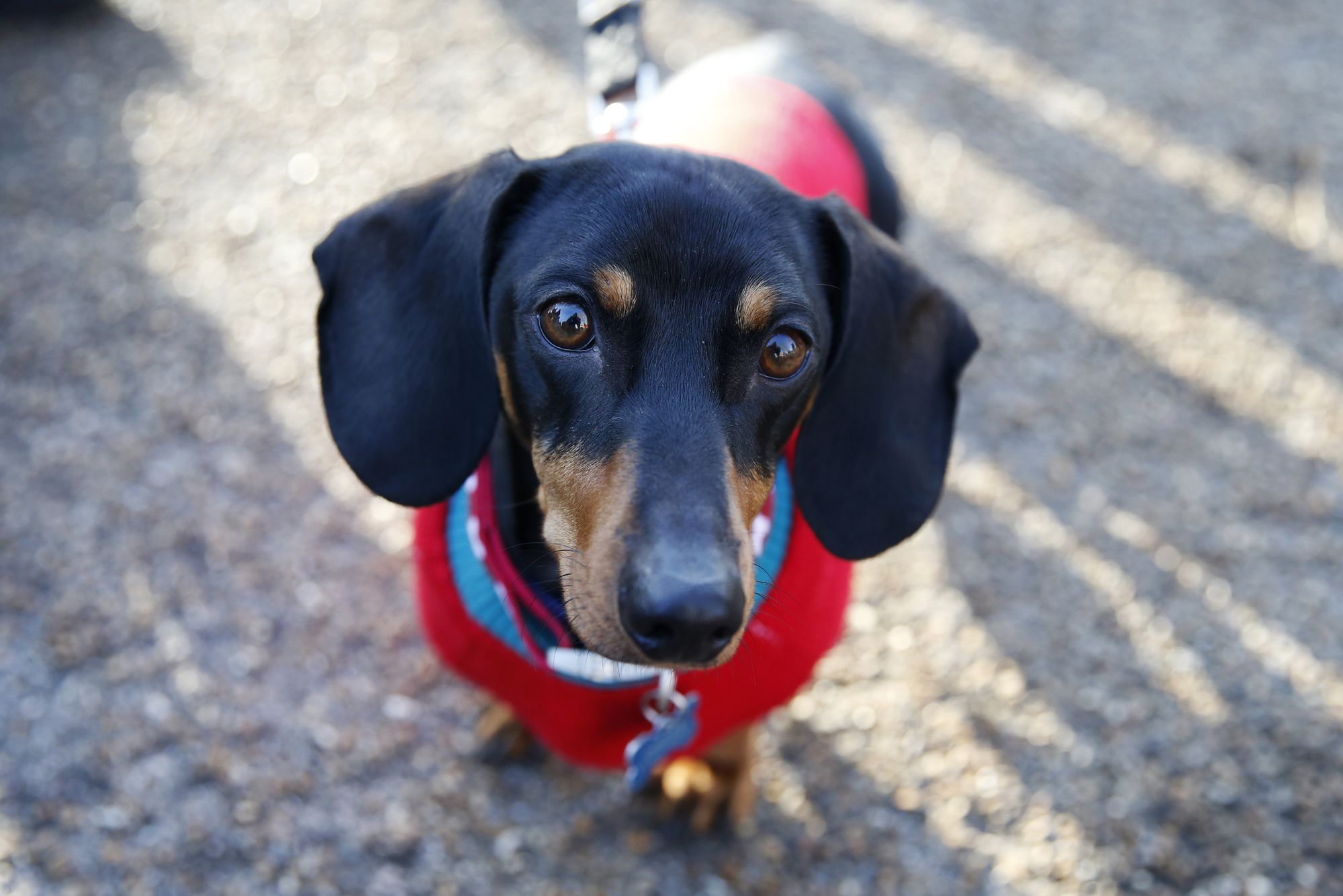 Pandemic dog owners are experiencing 'pet regret'