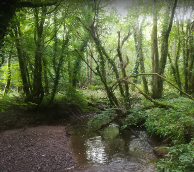 Crowdfunding campaign launched to save Seaton wildlife woodland