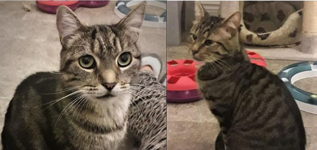 Moggy Matchmakers: Do you have the right home for Yurgen and Yaffle?