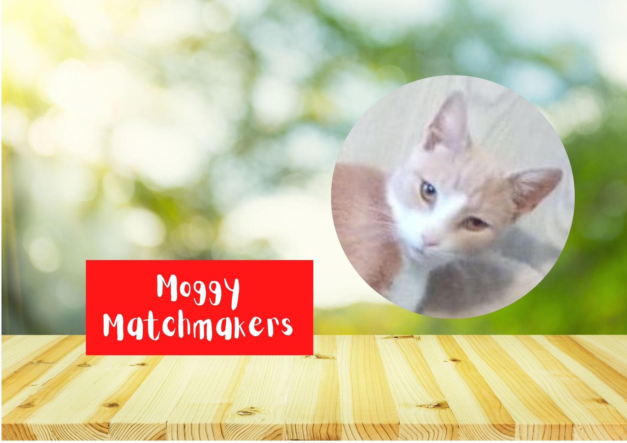 Moggy Matchmakers: Do you have the right home for Wanda?