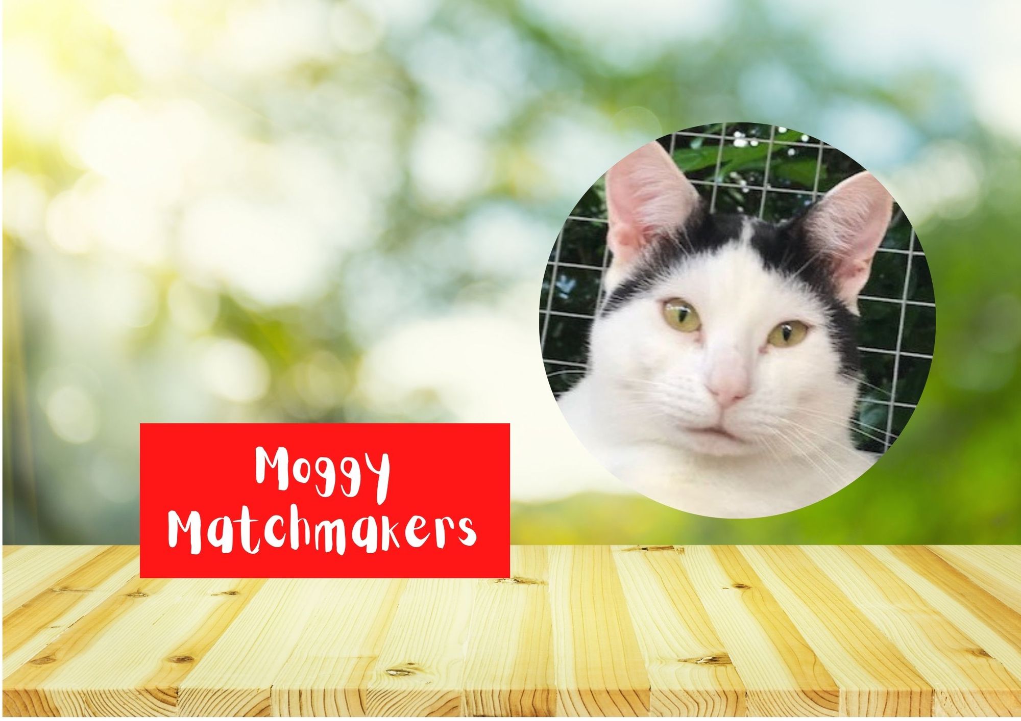 Moggy Matchmakers: Do you have the right home for Taco?
