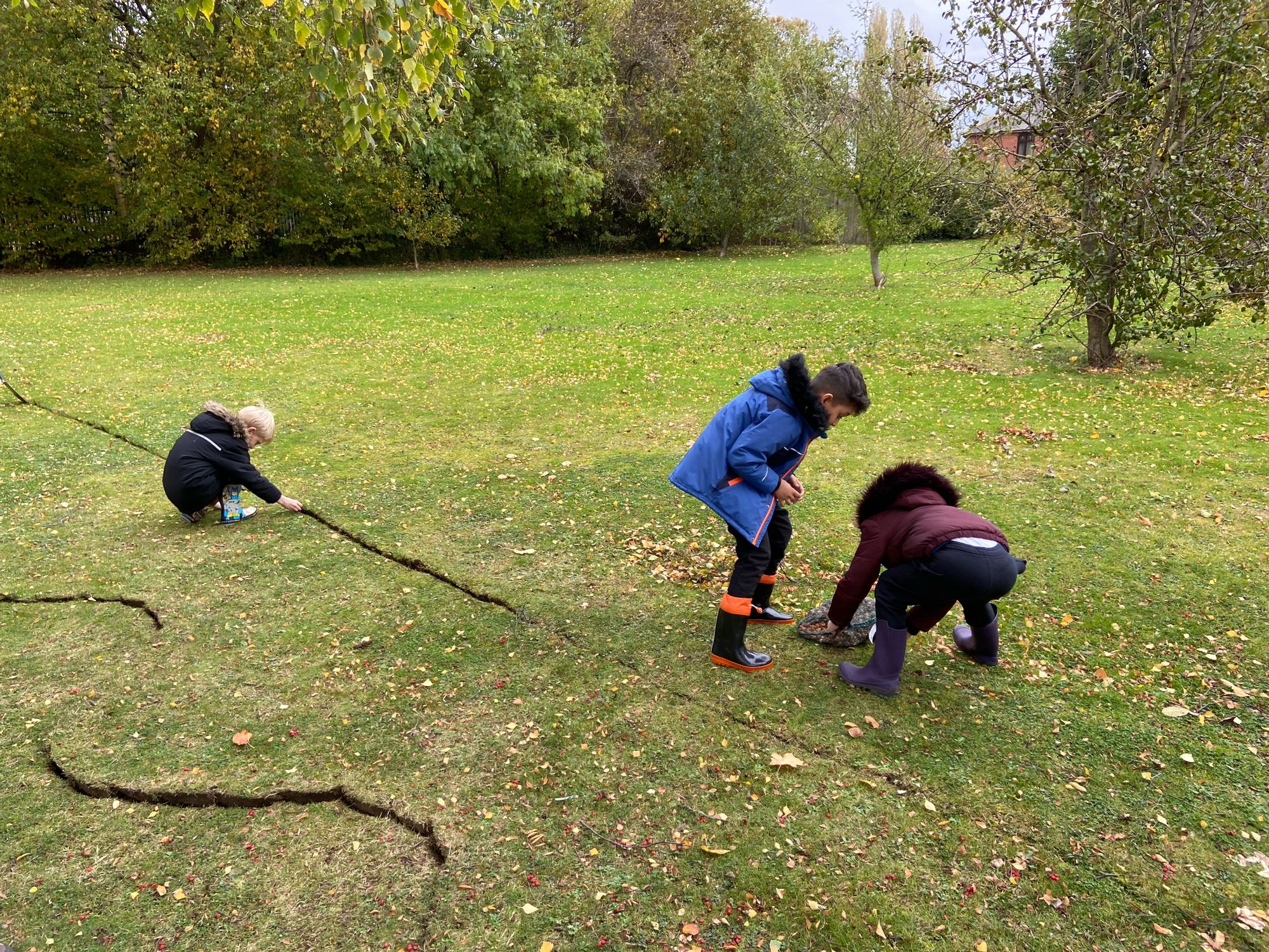 Purple crocus bulbs planted by Acklam school children to support polio campaign
