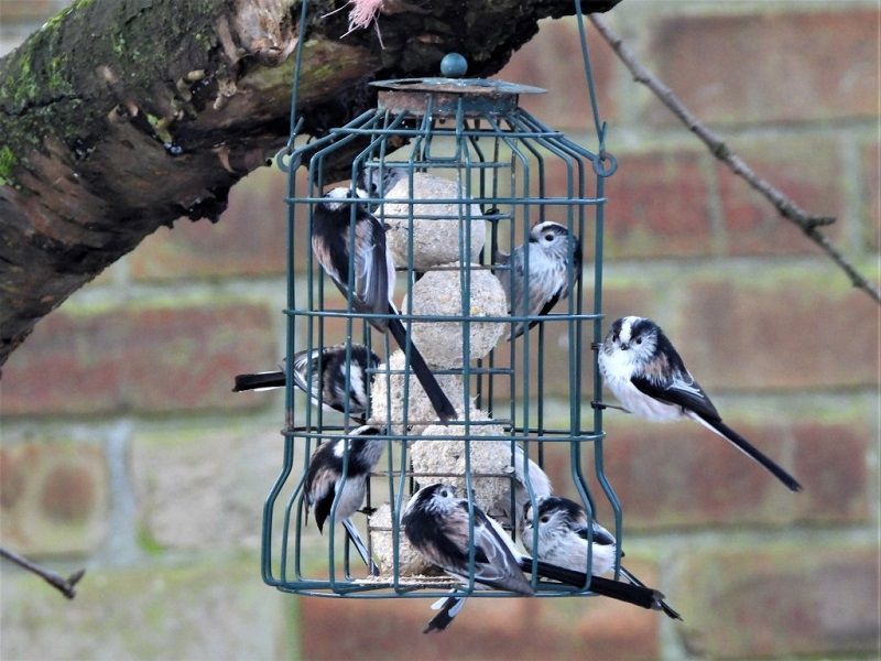 Wildlife: Keep treating the birds this Christmas