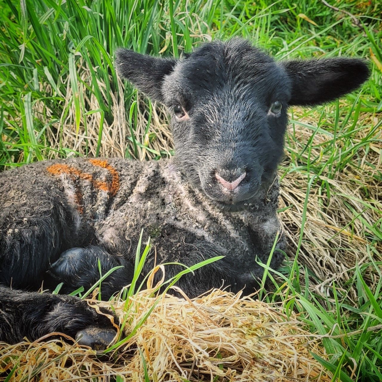Review of 2021: Good news stories from Somerset in April