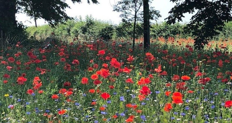 Blooming marvellous! Long Newnton fundraisers hit target for wildflower verges