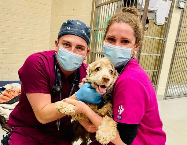 Dog with tetanus saved after grass seed identified as 'very uncommon' cause