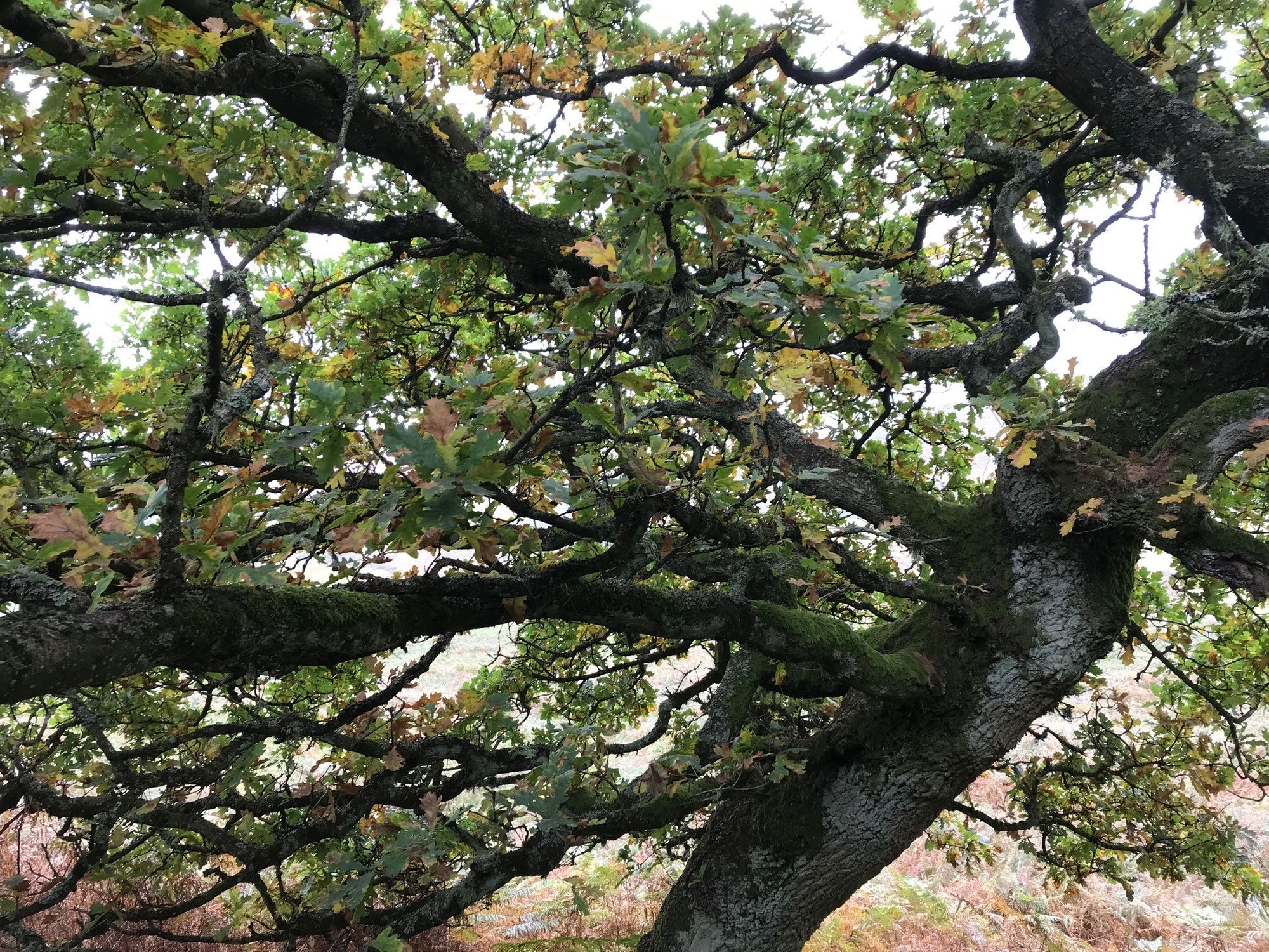 UK forests could help save the NHS and employers £185 million a year