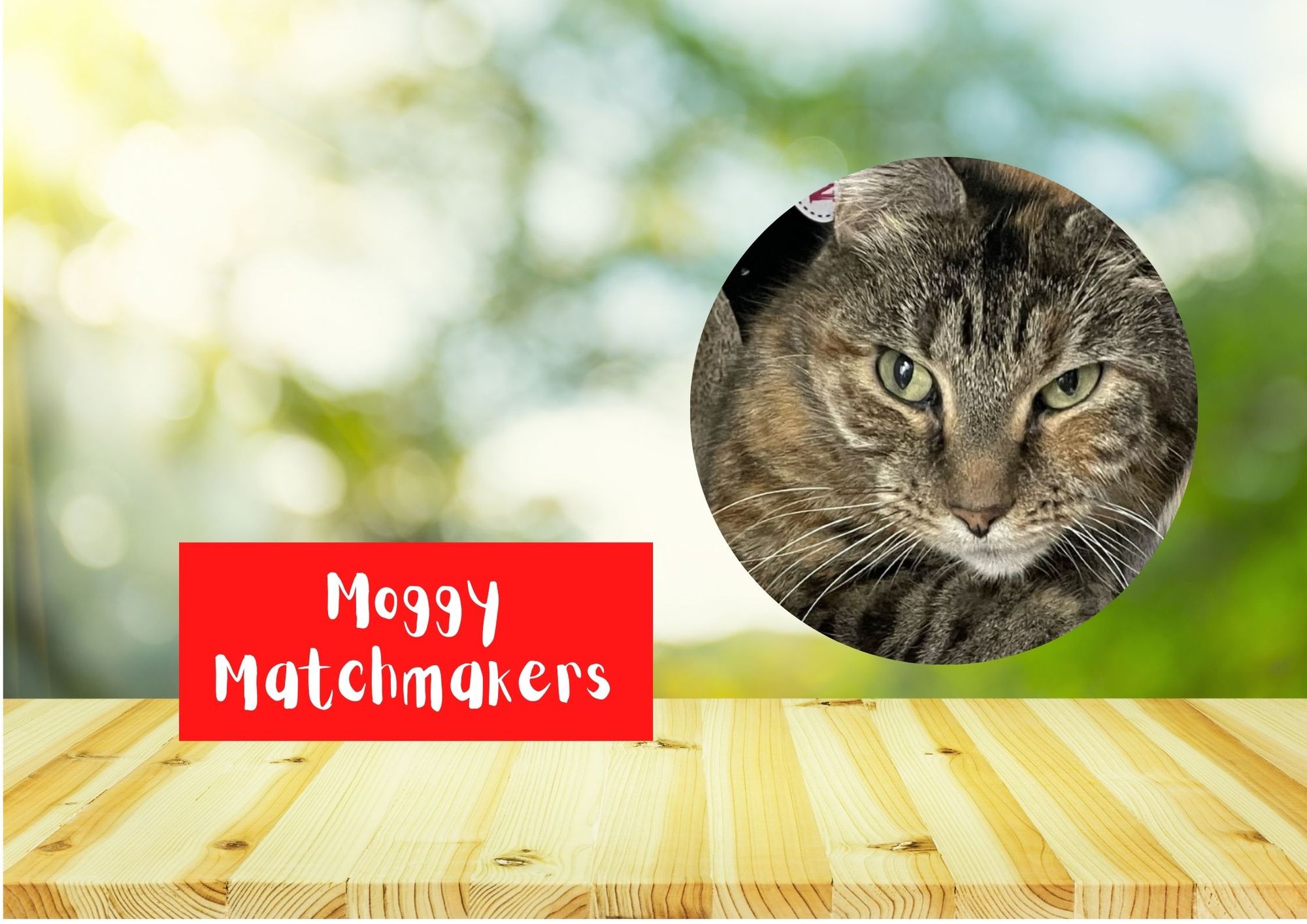 Moggy Matchmakers: Do you have the right home for Yasmin?