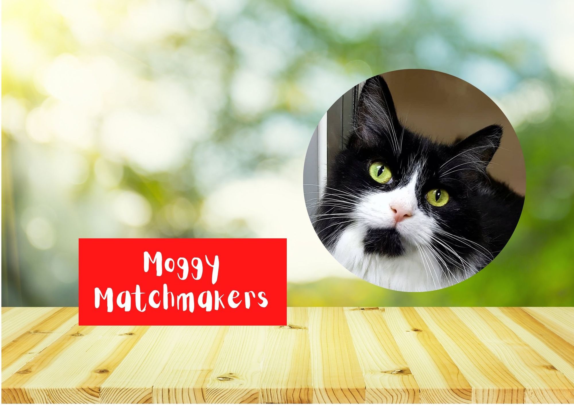 Moggy Matchmakers: Do you have the right home for Salsa?