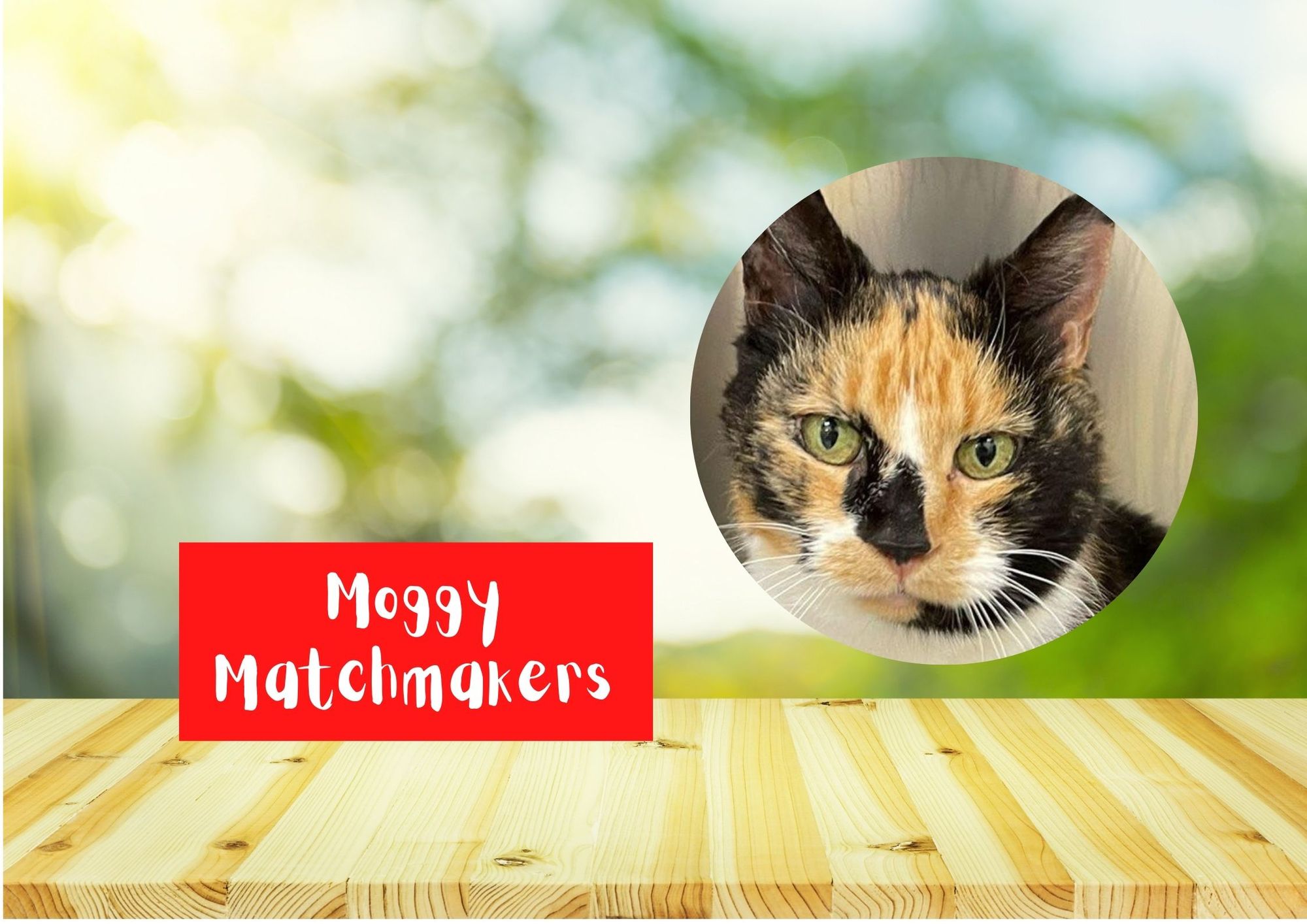 Moggy Matchmakers: Do you have the right home for Pebbles?