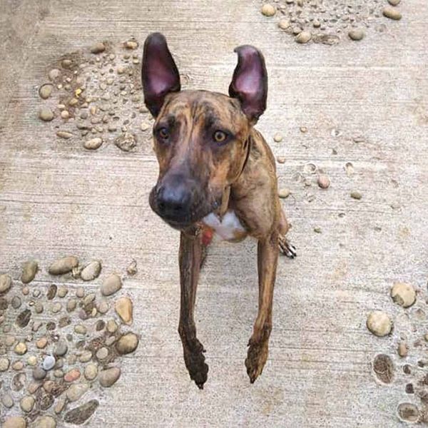 Dog faces heartbreaking fourth Christmas in kennels