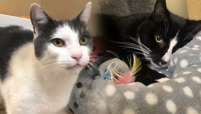 Could you grant a Christmas wish and give cats Jixxy and Rupert a home?