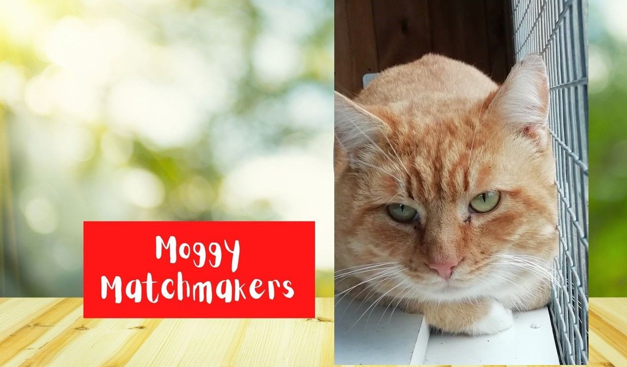 Moggy Matchmakers: Do you have the right home for Tannen?