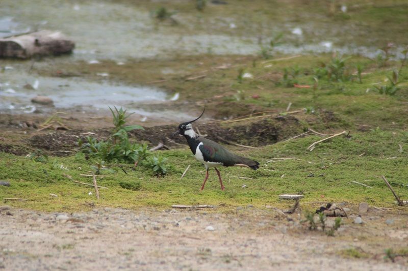 Wildlife: Lapwings in a flap