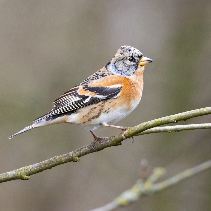 Scene By You Ormskirk - Feb 3: Pictures of West Lancashire captured by local photographers
