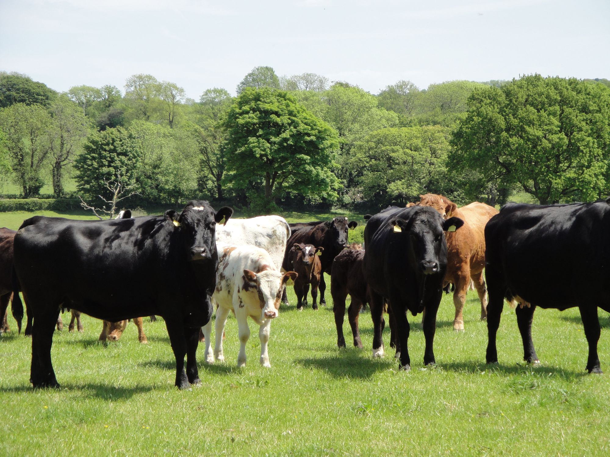 Farmers’ Union of Wales raise concern about proposed changes to livestock movement
