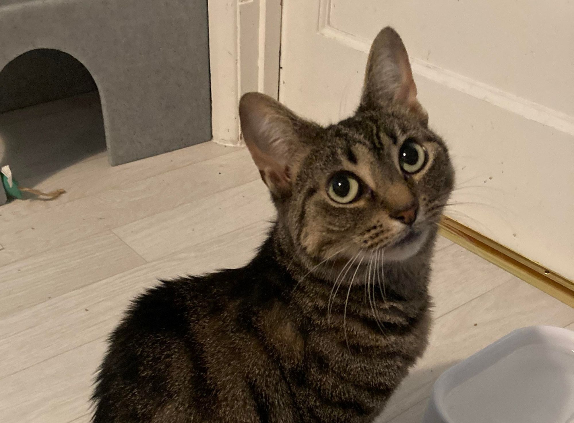 Moggy Matchmakers: Do you have the right home for Tinsel?