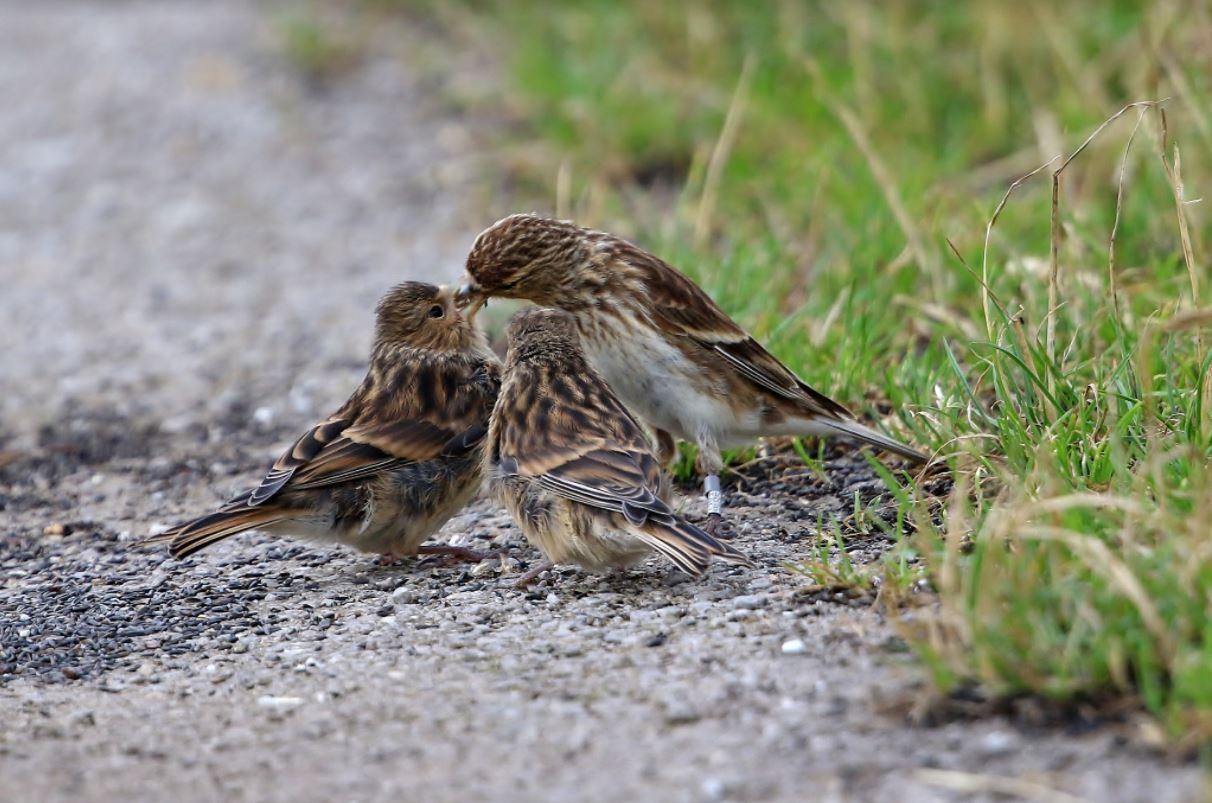 Rochdale nature lovers urged to help bring ‘Pennine finch’ back from the brink
