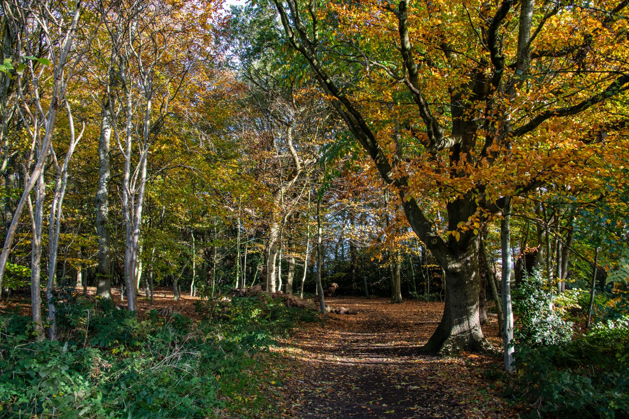 Scene By You: Photographers share their pictures taken across Runcorn and Widnes