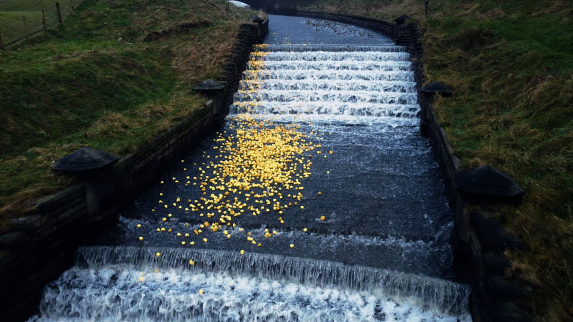 Whitworth’s New Year’s Day Duck Race an egg-citing success