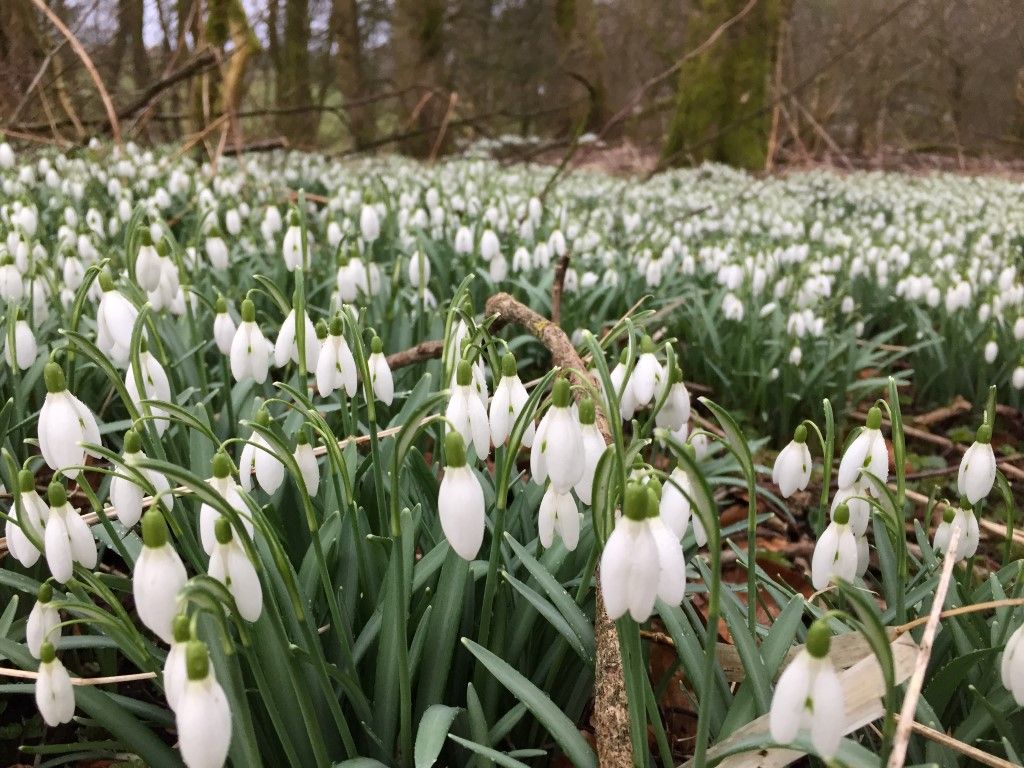 Wildlife: Snowdrops springing up