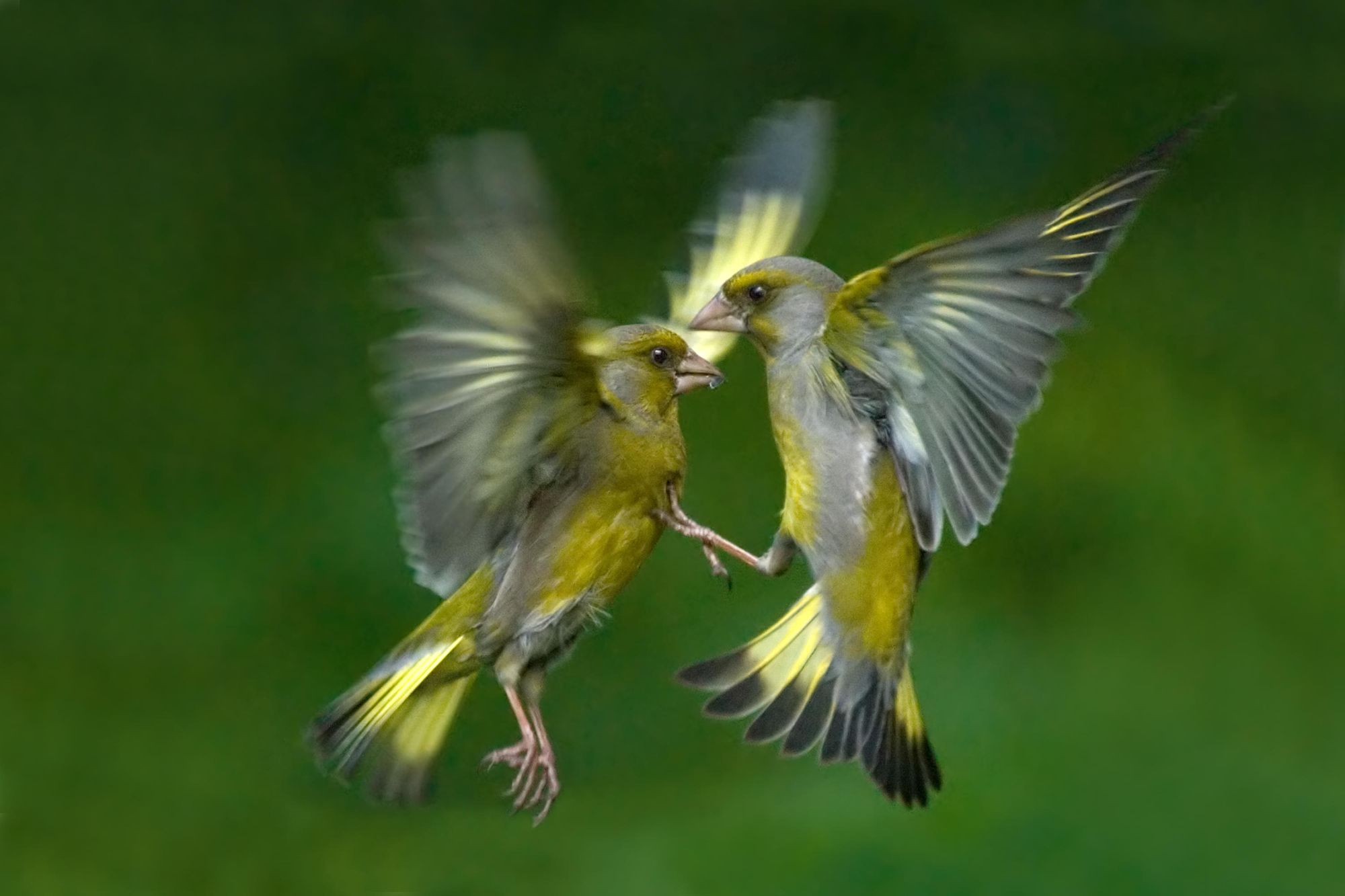 Essex housebuilder launches quiz ahead of RSPB National Nestbox Week