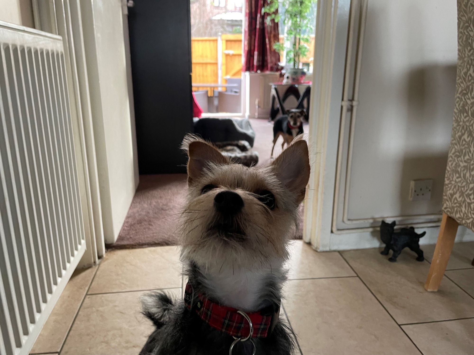 Happy ever after for London dog who was thrown from a bridge in a bin bag