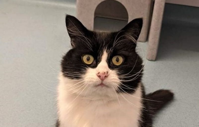 Bredhurst cat seeks new home after escaping bullies
