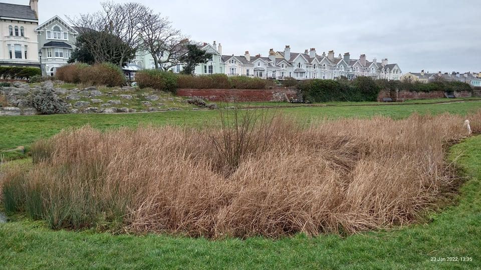 Waterloo volunteer group aims to restore Beach Lawn pond to its former glory InYourArea Community