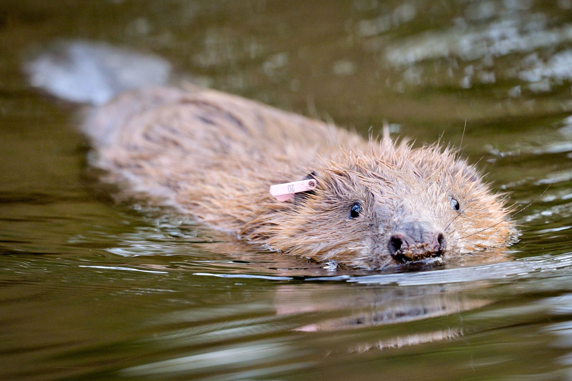 Second family of beavers relocated to new home in effort to support species