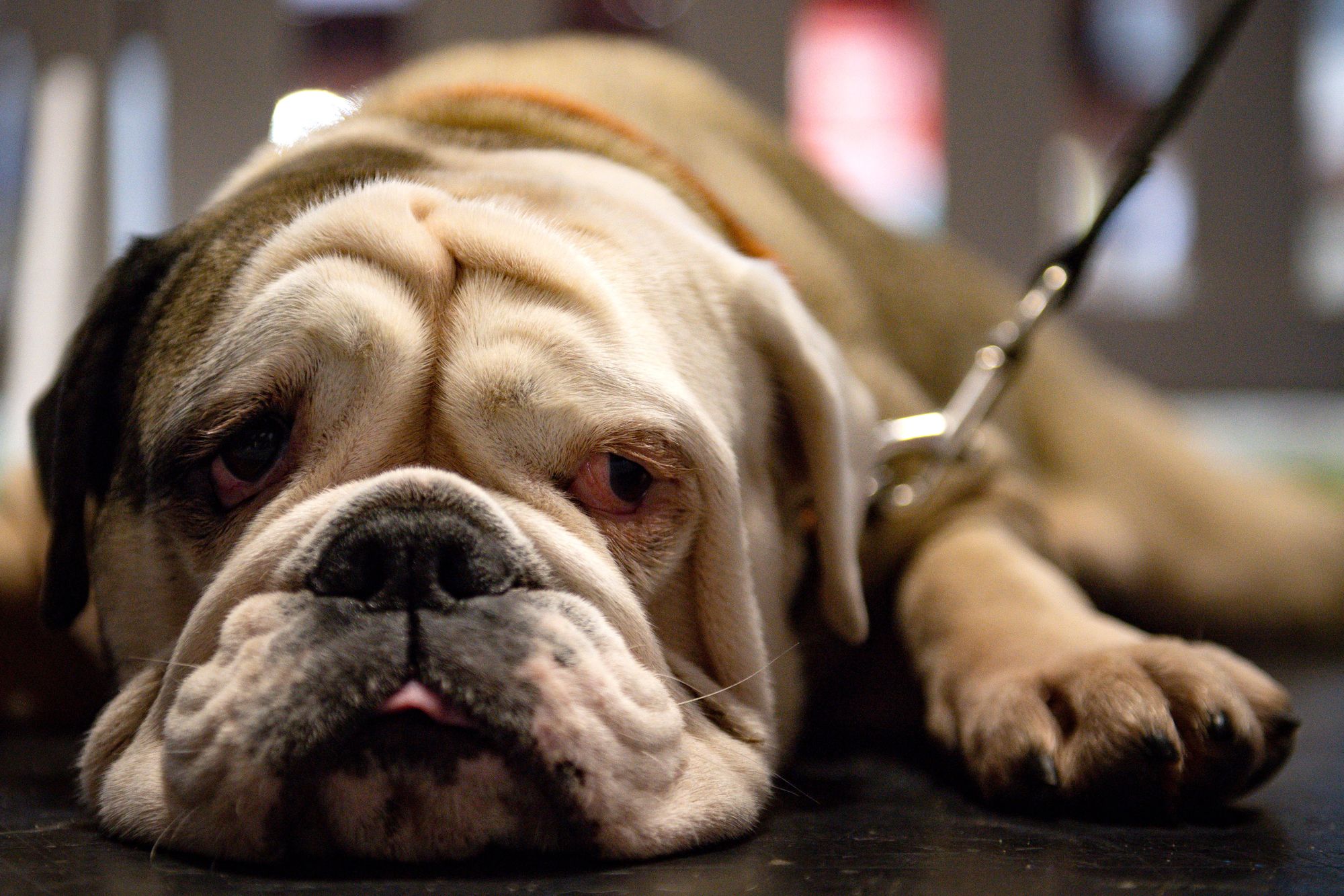 Staggering north-south divide in pet insurance costs revealed in new research