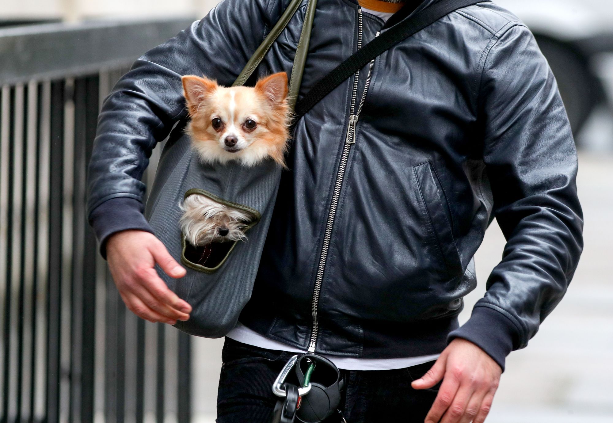 Pet sitter among most sought after jobs