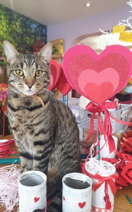 Clacton care home cat 'Dave' has purrfect Valentine’s Day