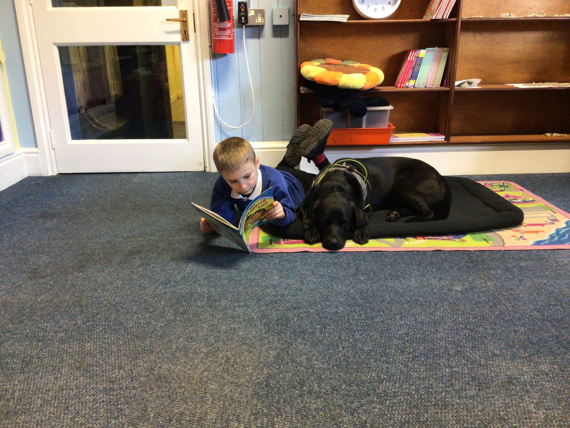 The Ashbourne Labrador who is not just the teacher's pet