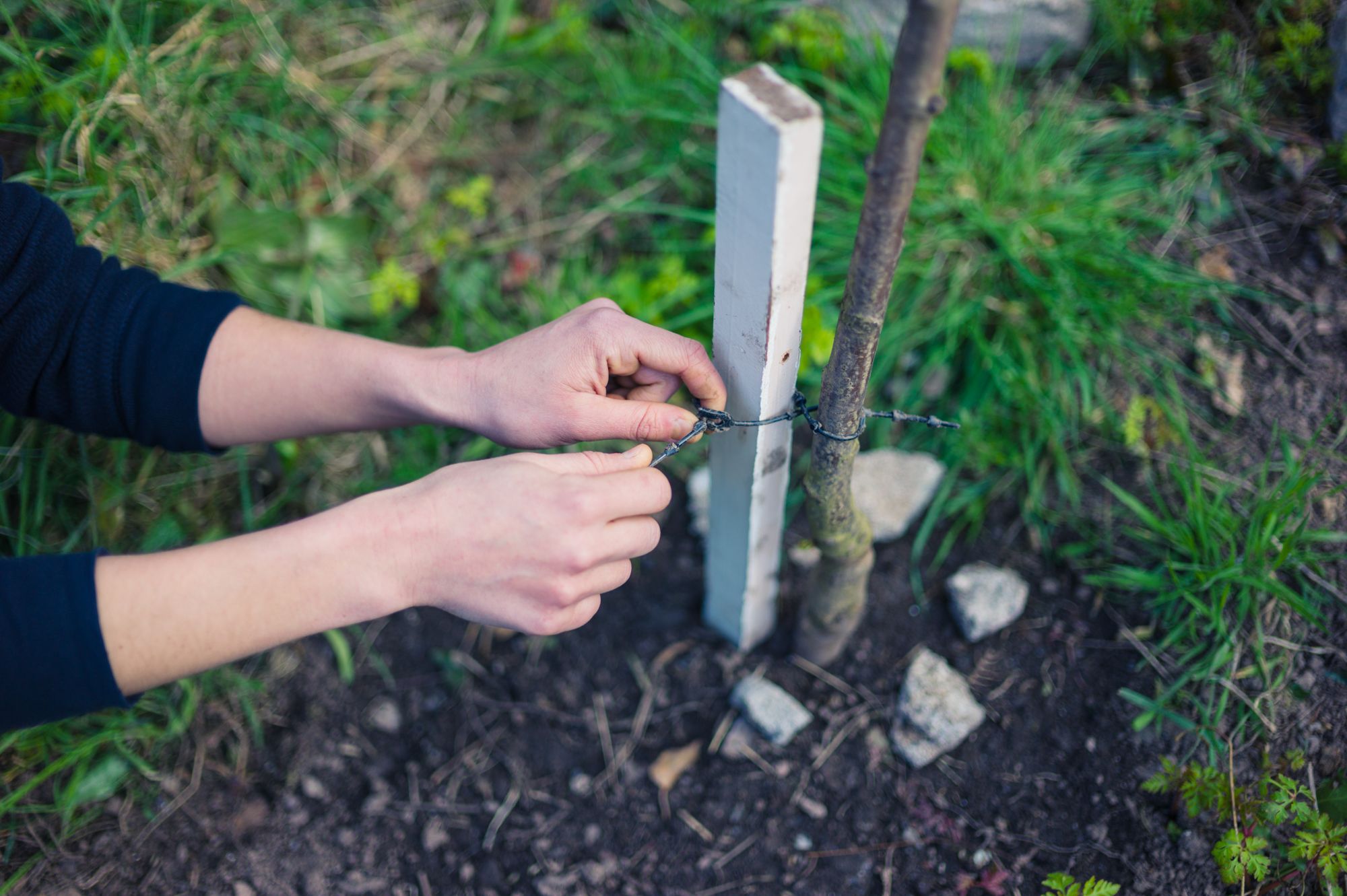Improvements take root at a rugby club in Dursley