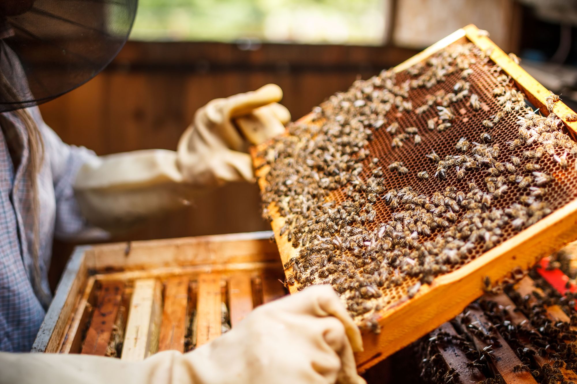 Can you offer a home to bees?