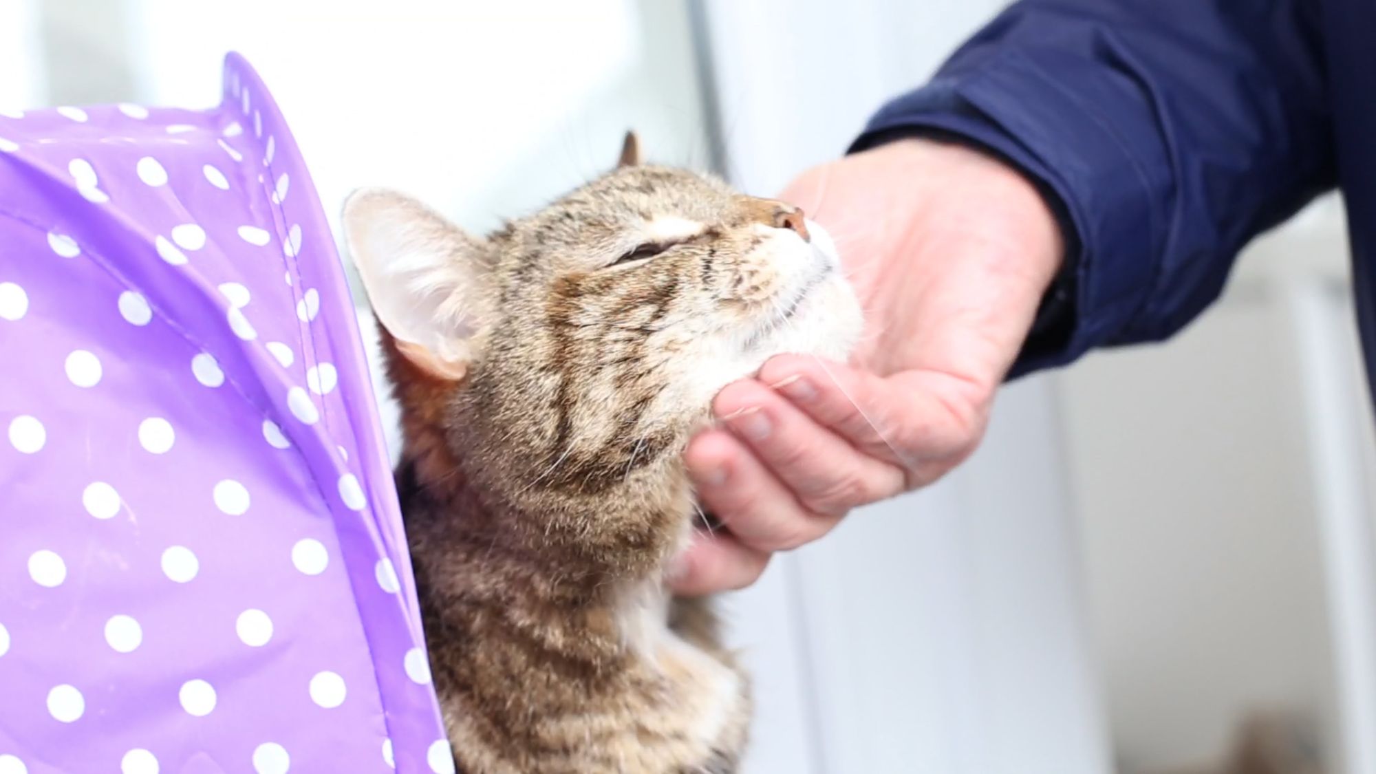 Holmeswood animal sanctuary announces fundraising events for all the family