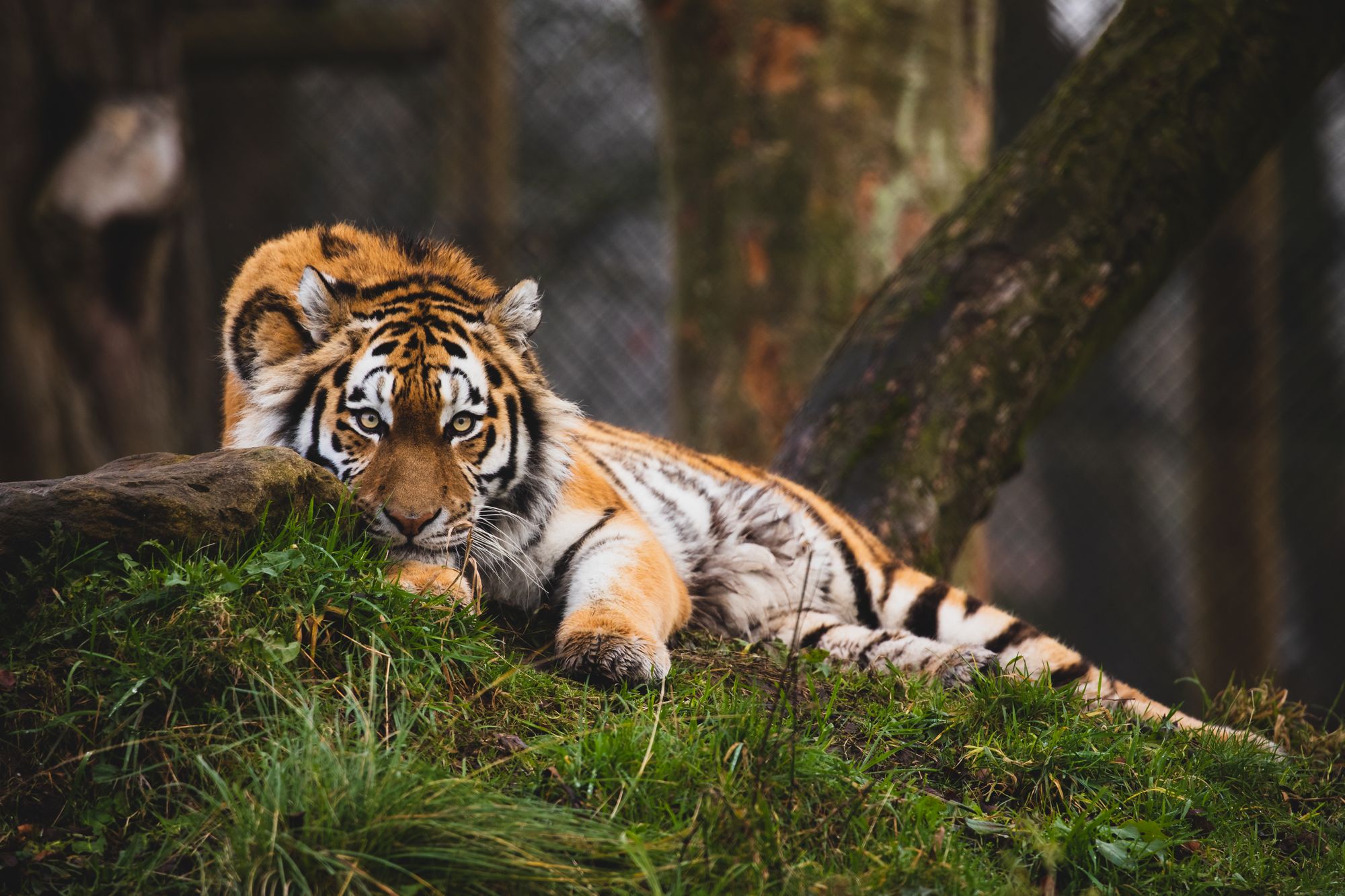 Mark the Year of the Tiger with a visit to Knowsley's Tiger Trail