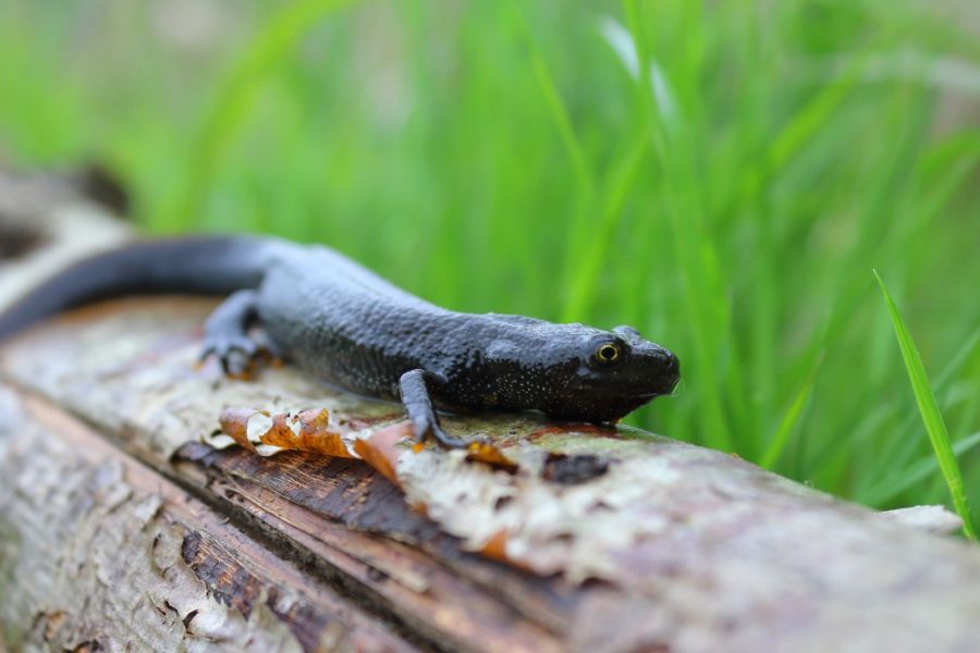 Great crested newt district licence scheme expands across Buckinghamshire