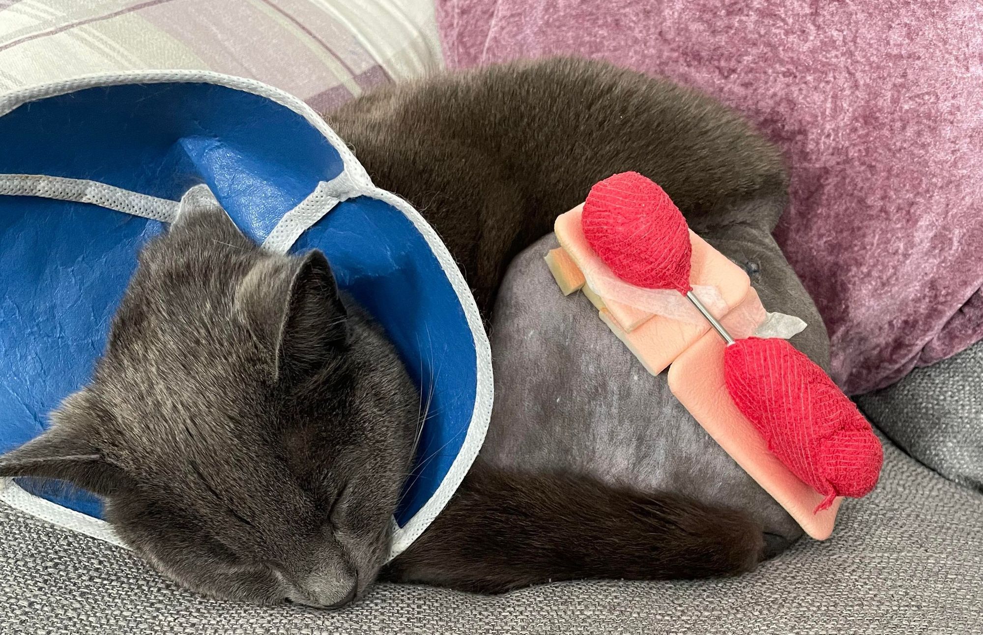 'Screaming' cat shot with air rifle undergoes surgery in Runcorn