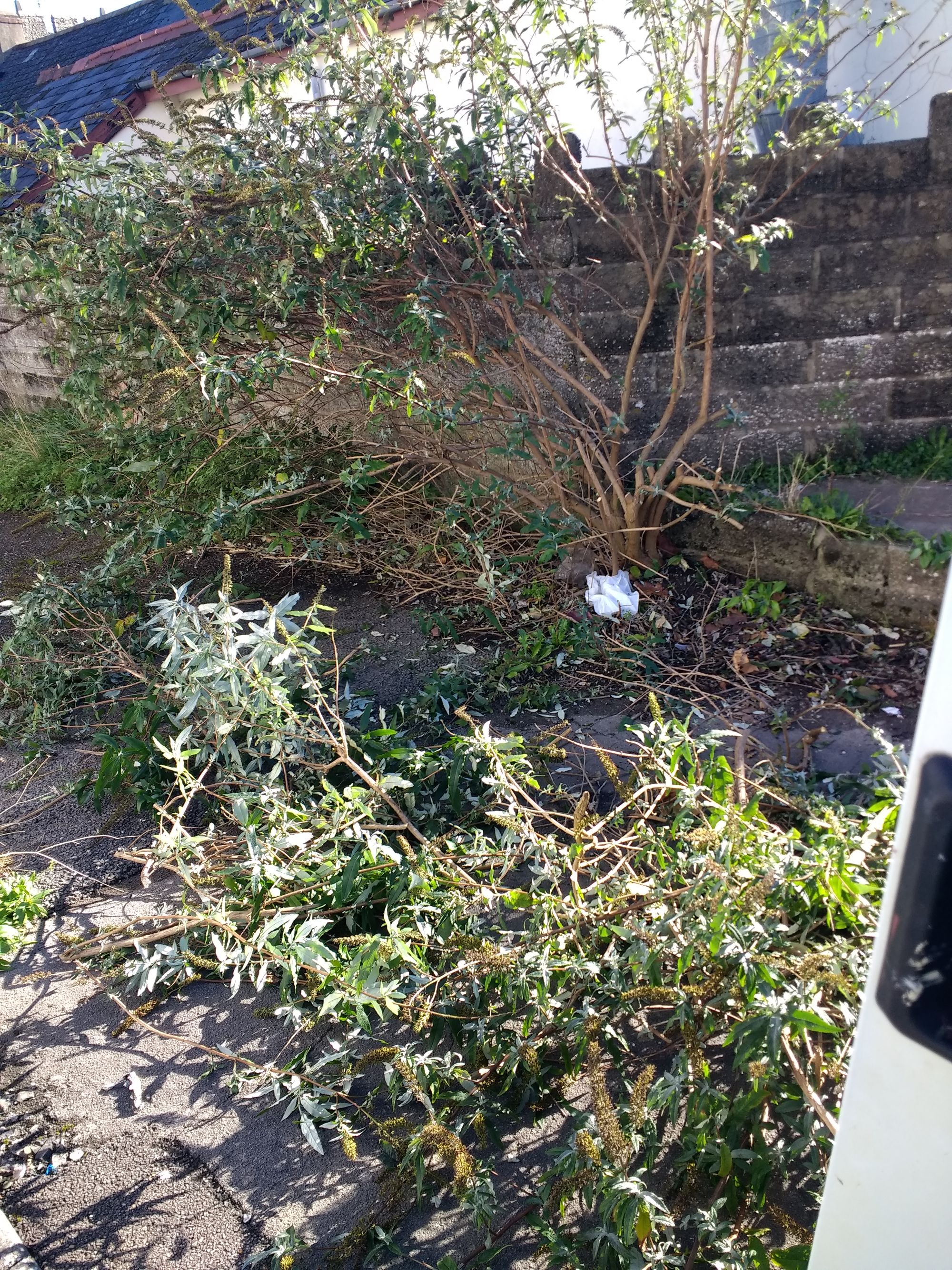 Youth offending service help clear overgrown area in St Athan