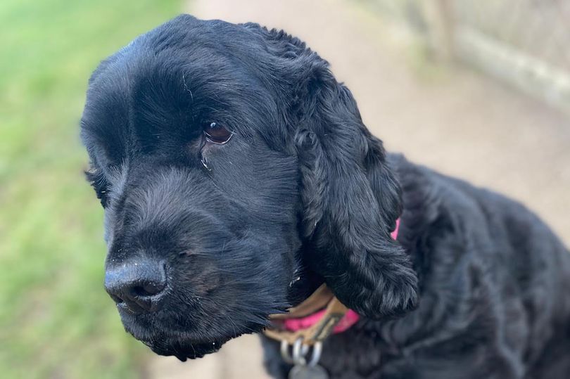 Rescue centre's longest-standing resident still searching for home after 500 days