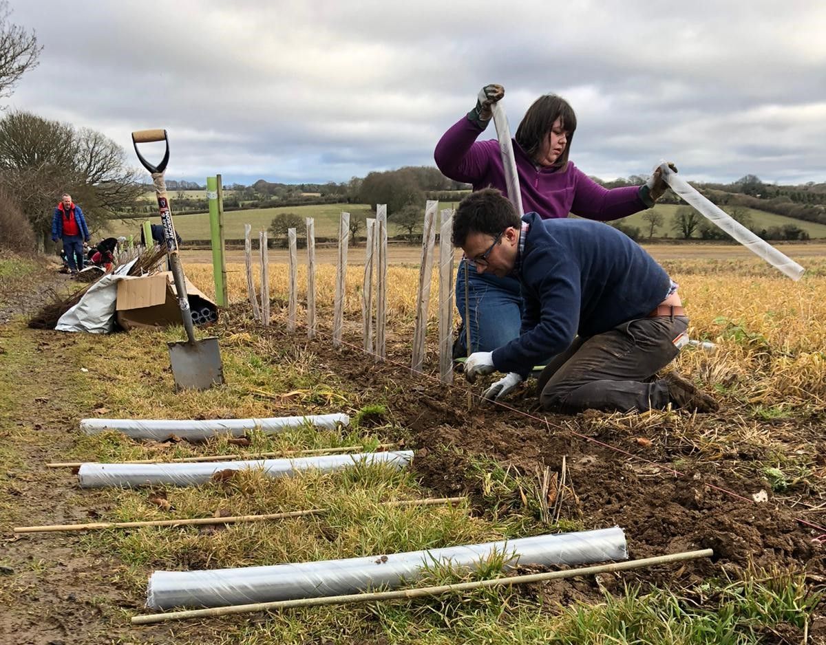 Hampshire residents plant 3.5k trees with climate charity