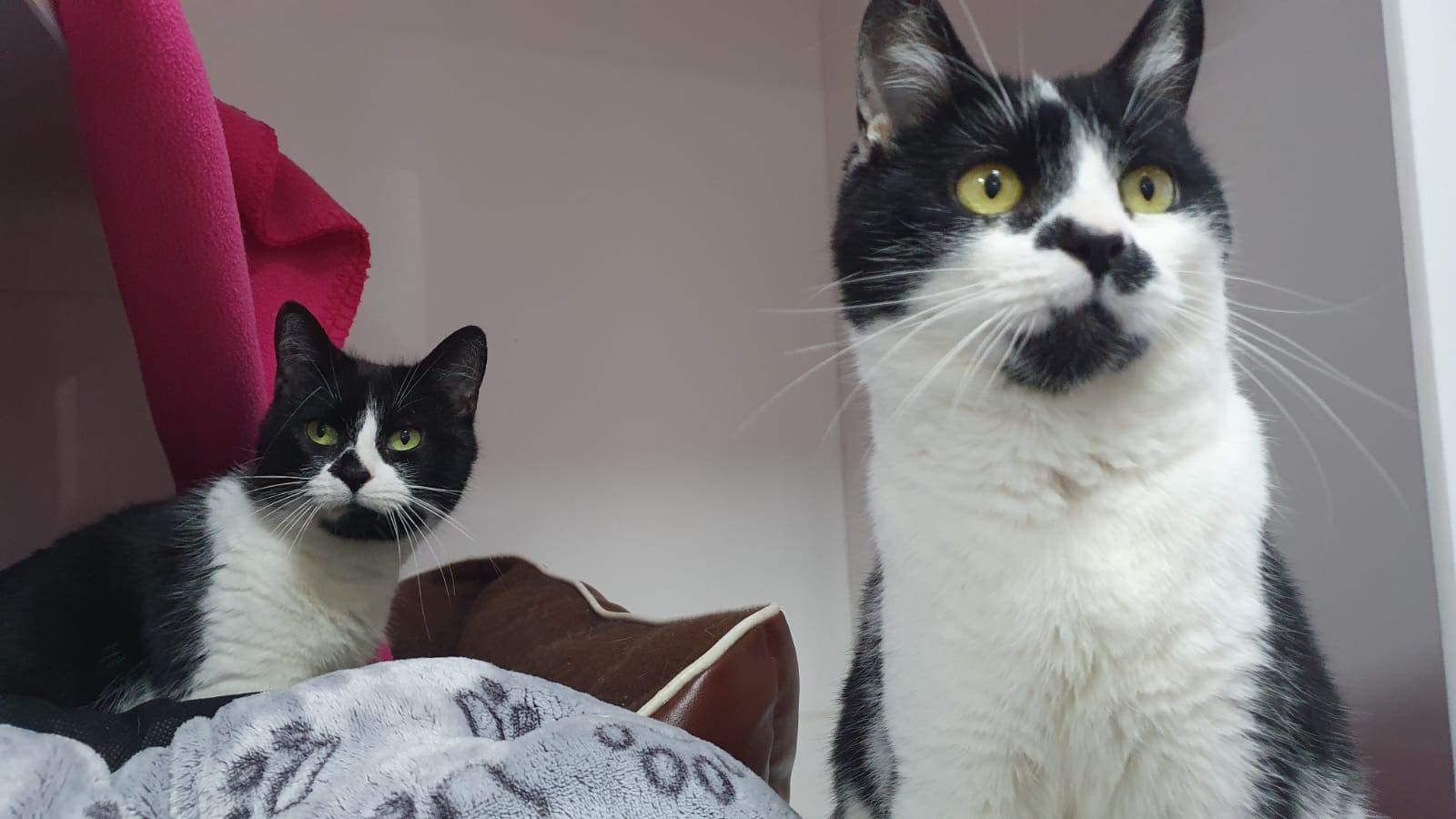 RSPCA column: Could you be the perfect match for Freya and Luna, Pinky or Loca?