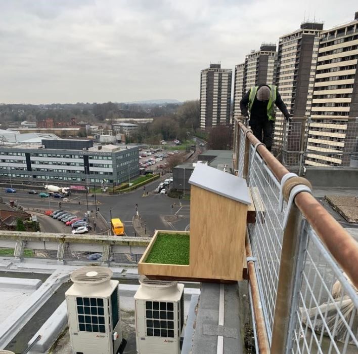 New nest box built for Rochdale town hall peregrine falcons