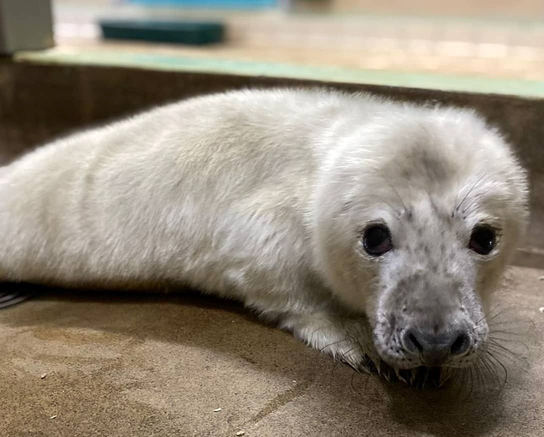 East Winch wildlife centre's £1.4k boost to save seal pups