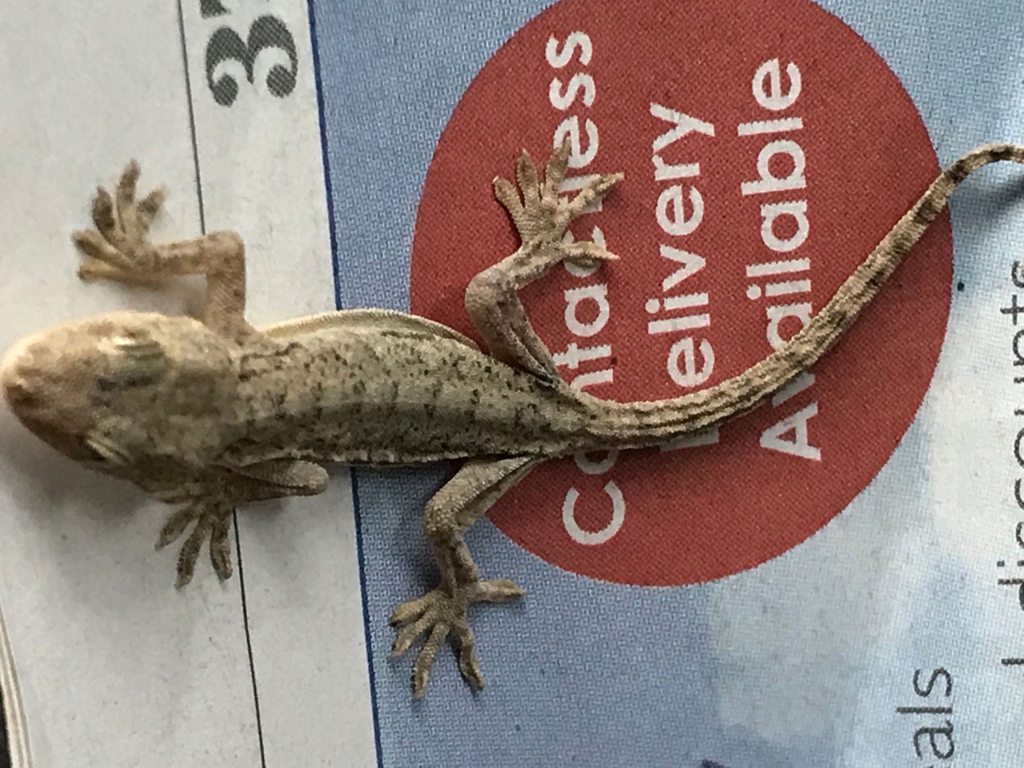 Gecko rescued three months after travelling 4,800 miles from China in shipment of musical instruments