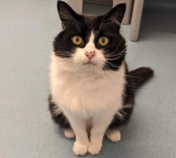 Excitable cat is seeking a quiet life in Sittingbourne after escaping neighbourhood bullies